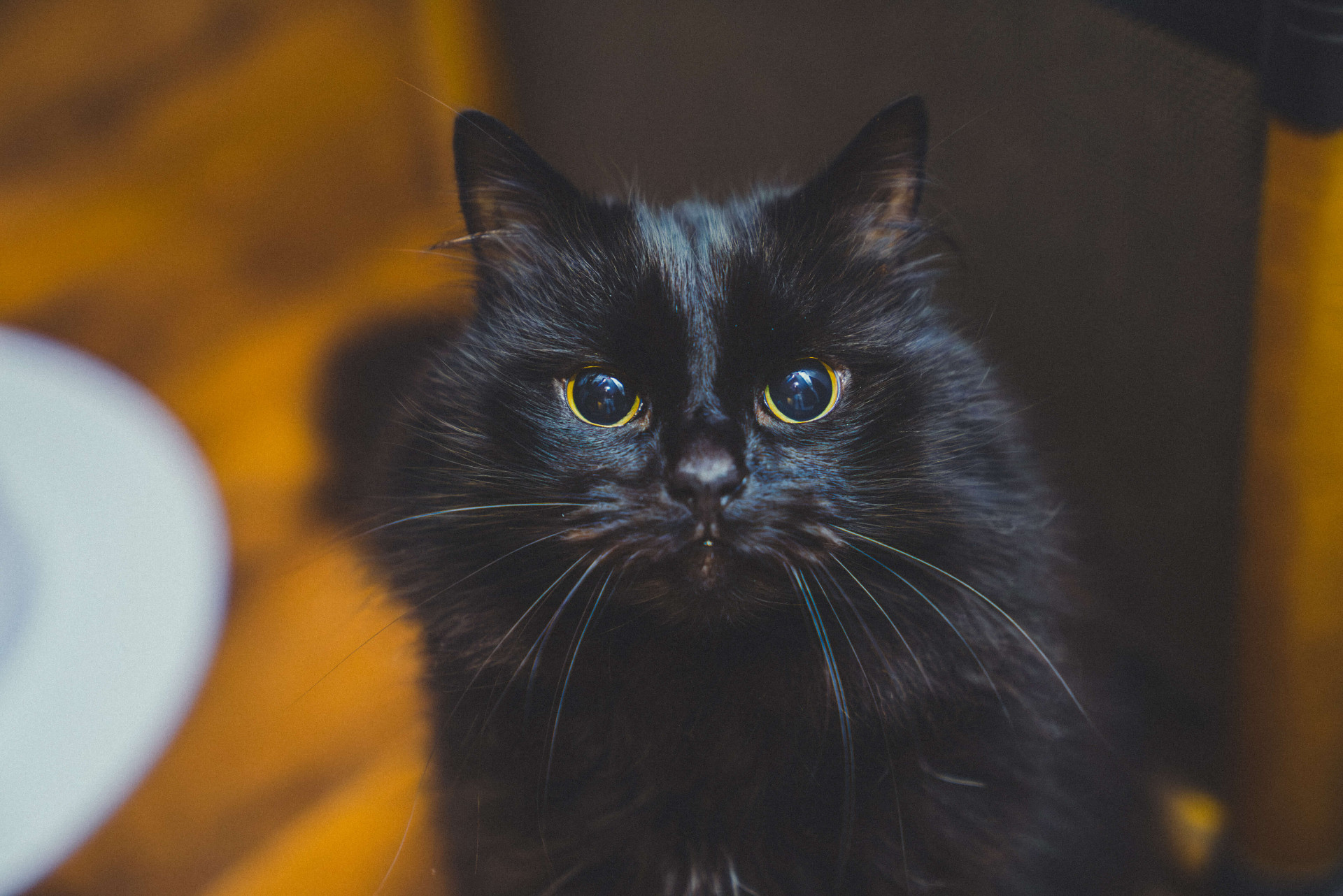 Black cat portrait in low-key lighting