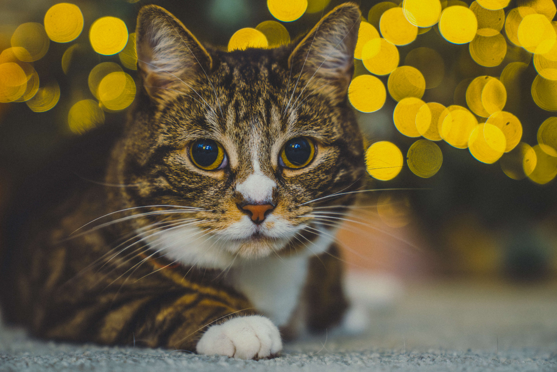 Cat portrait photographed in soft daylight