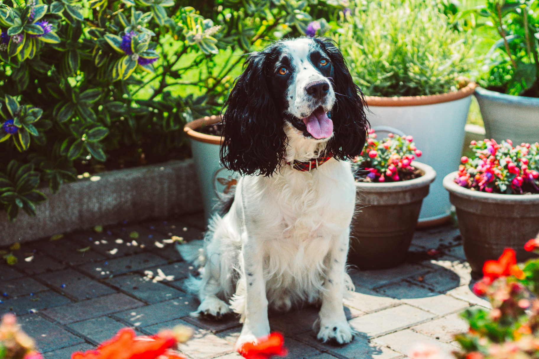 Spaniel dog portrait photograph
